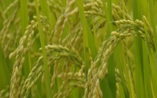 通育271水稻種子簡(jiǎn)介，4月中旬播種