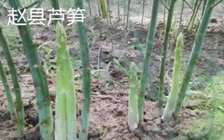 河北趙縣的特產(chǎn)，雪花梨栽培歷史悠久