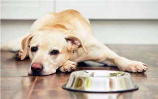 狗狗抑郁癥的常見表現(xiàn)，常表現(xiàn)為食欲下降、精神不振等