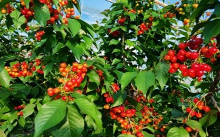 櫻桃?guī)自鲁墒?，通常是?-5月份成熟