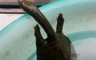 甲魚家養(yǎng)能活幾天，通常都可以活5-8年