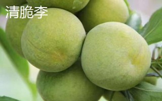 綠色的李子品種，常見的有蜂糖李、脫骨李等