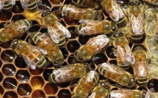 蜜蜂爬蜂病的種類和治療方法，包括蜜蜂螺原體病、蜜蜂孢子蟲病等類型