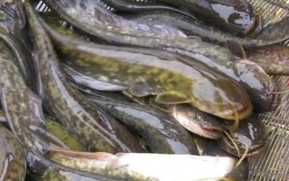 沒人吃八須魚的原因，肉質(zhì)粗糙口感不佳是主要原因之一