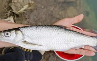 垂釣白條魚應(yīng)該釣浮還是釣底，屬于上層魚類一般可以釣浮