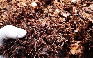 非洲茉莉能不能凈化空氣，具有一定的空氣凈化效果