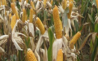 渝單33號玉米品種簡介，出苗至成熟135—150天