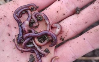 釣?zāi)圉q怎么快速上鉤，使用鮮活的蟲(chóng)餌具有良好效果