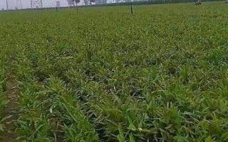 半夏種子的價格與種植技術(shù)，市場售價一斤大約需要35-50元左右