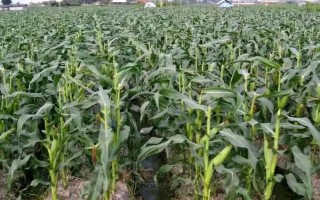 登海3622玉米品種的特性，注意防治矮花葉病和玉米螟