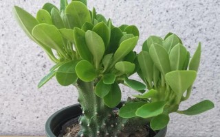 麒麟掌有毒嗎，其汁液有毒