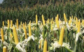 合育58玉米種子介紹，適宜密度為4500株/畝左右