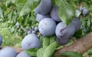 優(yōu)質(zhì)的李子品種，常見的有愛琴李、安哥諾、黑寶石李等