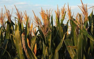 金珠甜脆玉米品種的特性，地溫超過10℃以上時(shí)可以播種