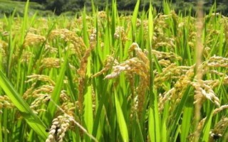 海文486S水稻品種的特性，7月18日播種