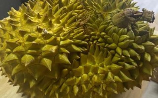 榴蓮價(jià)格貴但我國為何種植少，氣候不適宜、種植成本高皆是重要原因