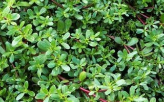 火爆野菜種植項(xiàng)目，香椿和薺菜等品種比較受市場(chǎng)歡迎