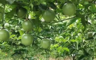 百香果為什么施生物有機肥，能增加土壤中的有益菌且抑制有害菌