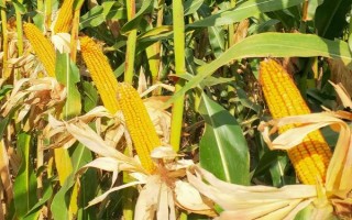 鵬誠9號玉米品種簡介，高抗莖腐?。?.9%HR）