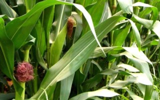 航甜8號(hào)玉米品種簡(jiǎn)介，注意防澇抗旱及病蟲防治