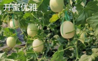 厚皮甜瓜品種，這幾個(gè)品種的瓜肉厚度達(dá)到4厘米