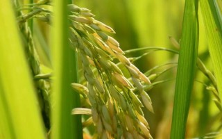 蓉18優(yōu)307水稻種子特點，注意防治稻瘟病