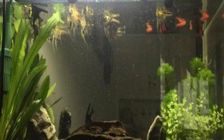 怎么才能讓魚缸里的死水變成活水，最好安裝一個(gè)過(guò)濾器