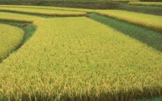 欣榮優(yōu)粵農(nóng)絲苗水稻品種的特性，秈型三系雜交水稻品種