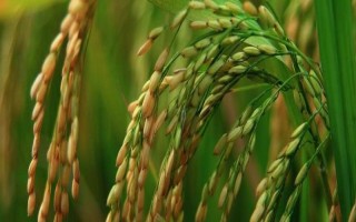 順優(yōu)656水稻品種簡(jiǎn)介，湘北6月20日左右播種