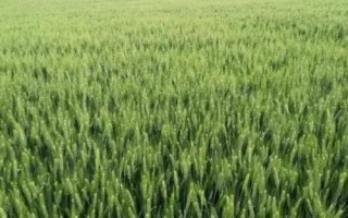 青春343小麥種簡(jiǎn)介，全生育期160天