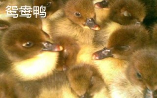 優(yōu)質(zhì)鴨苗品種介紹，品種眾多各有特點(diǎn)