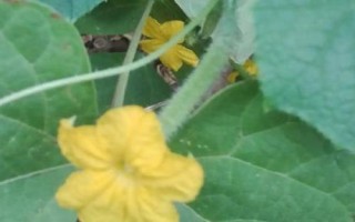 黃瓜開花不結(jié)果的原因，可能是留瓜多或施肥不當(dāng)?shù)葘?dǎo)致的