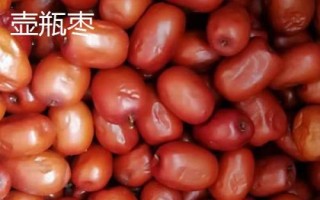 黑棗的產(chǎn)地，產(chǎn)于河北、山西、陜西等省份