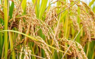 秀玉88水稻種子特點(diǎn)，秈型常規(guī)水稻品種