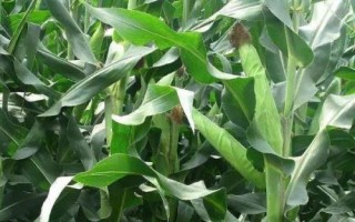 景陽(yáng)336玉米品種的特性，4月中上旬播種
