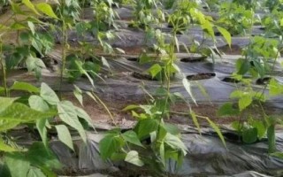 蕓豆何時(shí)噴施磷酸二氫鉀，結(jié)莢鼓粒時(shí)噴肥效果更佳