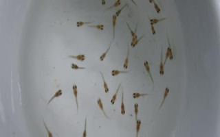 孔雀魚苗出生多久可以喂食，選擇一些容易消化的食物