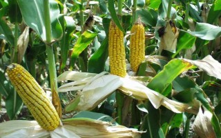 粟豐768玉米品種的特性，適宜密度為5000株/畝左右