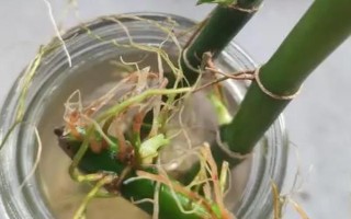 富貴竹爆芽的方法，進行打頂最快速
