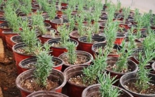 薰衣草的種植技術，常采用播種繁殖方式