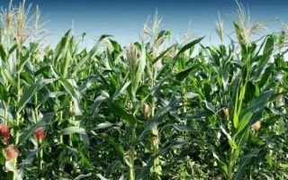 H618玉米種子特征特性，密度4000株/畝左右