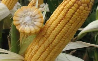 峰科950玉米品種的特性，中抗大斑?。?MR）