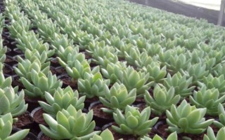 黃麗的栽培技術(shù)，生長(zhǎng)適溫為15-28℃左右
