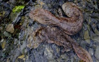 娃娃魚屬于什么動物，長得像魚但卻不是魚