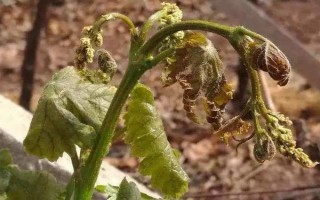 新疆葡萄發(fā)生凍害的原因，以低溫、積雪少、冬灌不足等因素為主