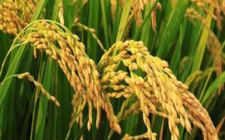 準(zhǔn)兩優(yōu)893水稻種子特征特性，加強(qiáng)防治稻瘟病等病蟲害