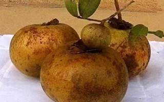 油茶樹有哪些高產(chǎn)品種，以下6種的產(chǎn)量較高