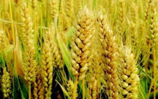 旱麥728小麥種簡介，播期9月15-25日