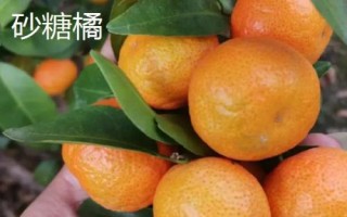橘子的產(chǎn)地分布，主產(chǎn)于廣東、湖南、四川、廣西等省份