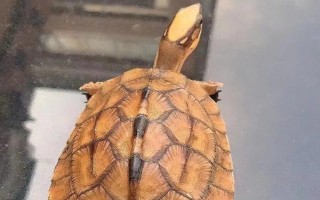 金錢龜可以私人養(yǎng)嗎，沒有許可證是不能養(yǎng)殖的